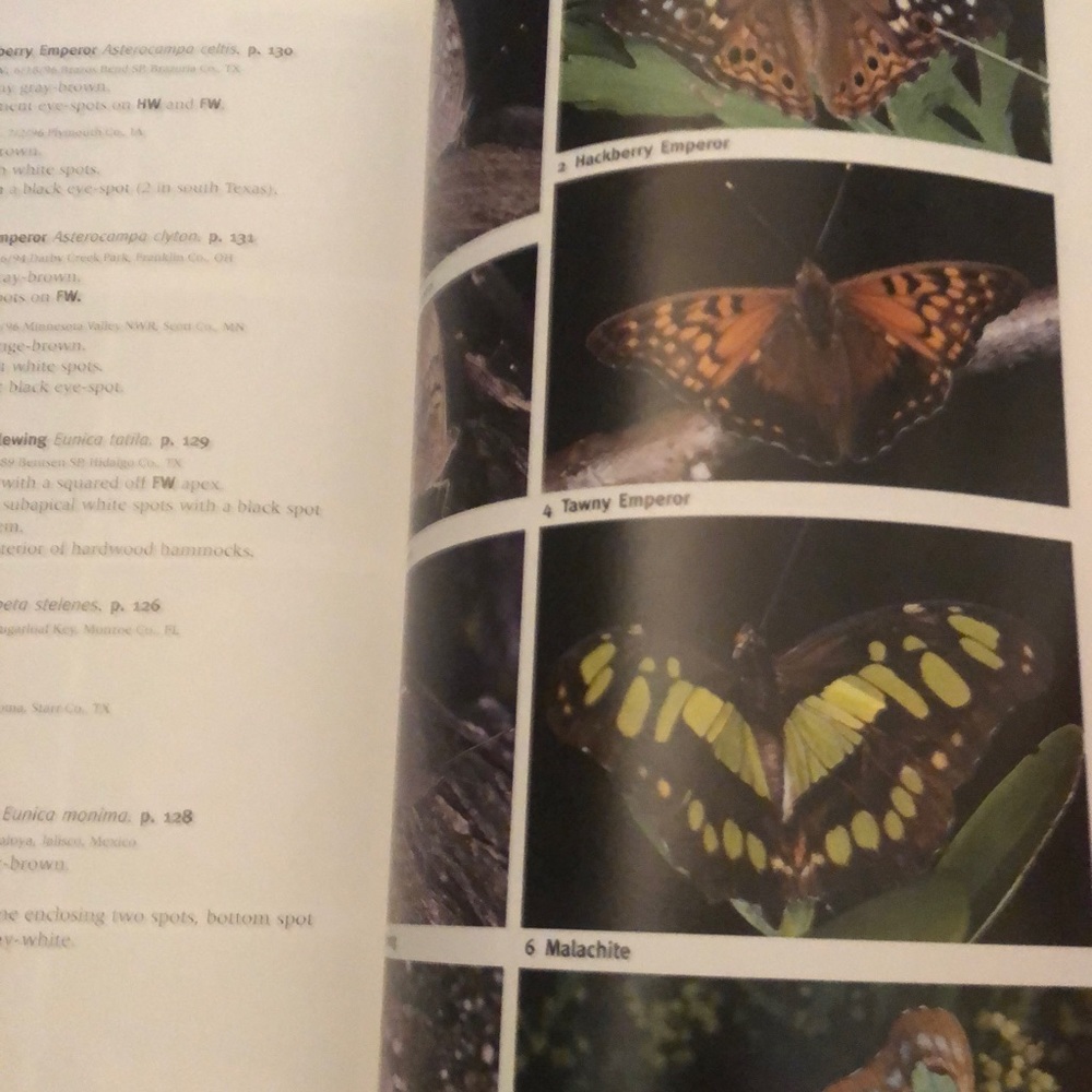 Butterfly Book - Picture 6 of 9